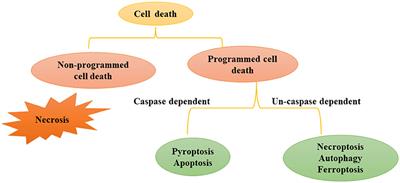 Programmed Cell Death in Sepsis Associated Acute Kidney Injury